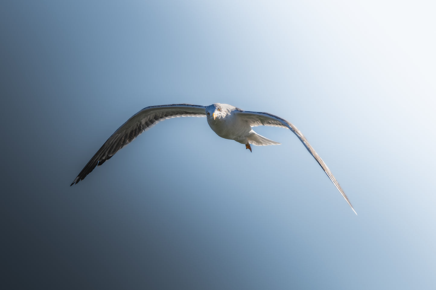 Dibond print: "Dans in de wind"