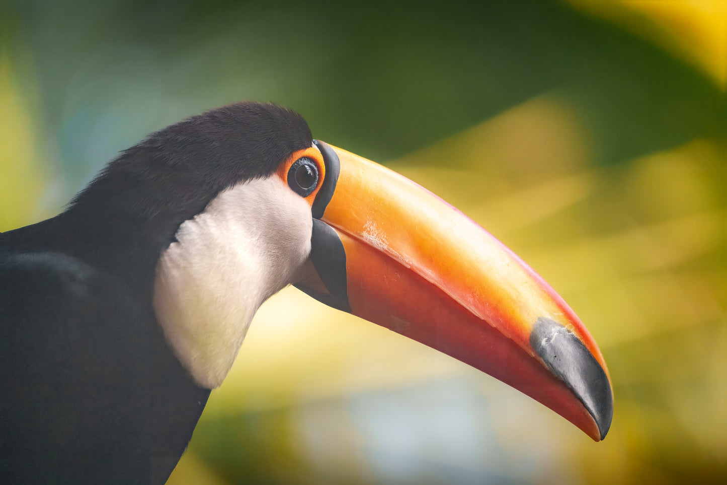 Dibond print: "De exotische blikvanger"