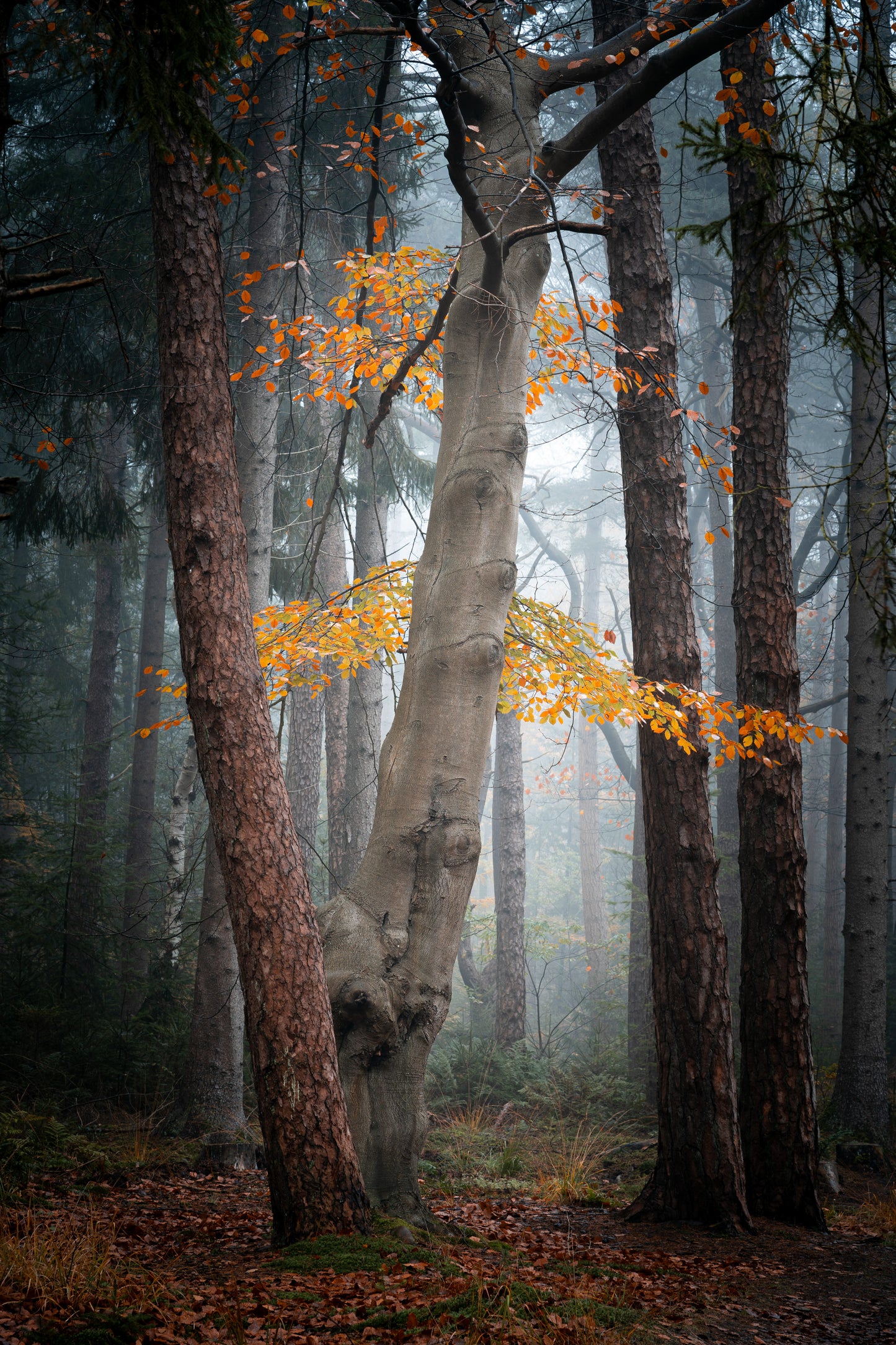 The last colours in a misty forest