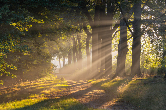 Dibond print: "De magie van de eerste zonnestralen die door de mist rijken"