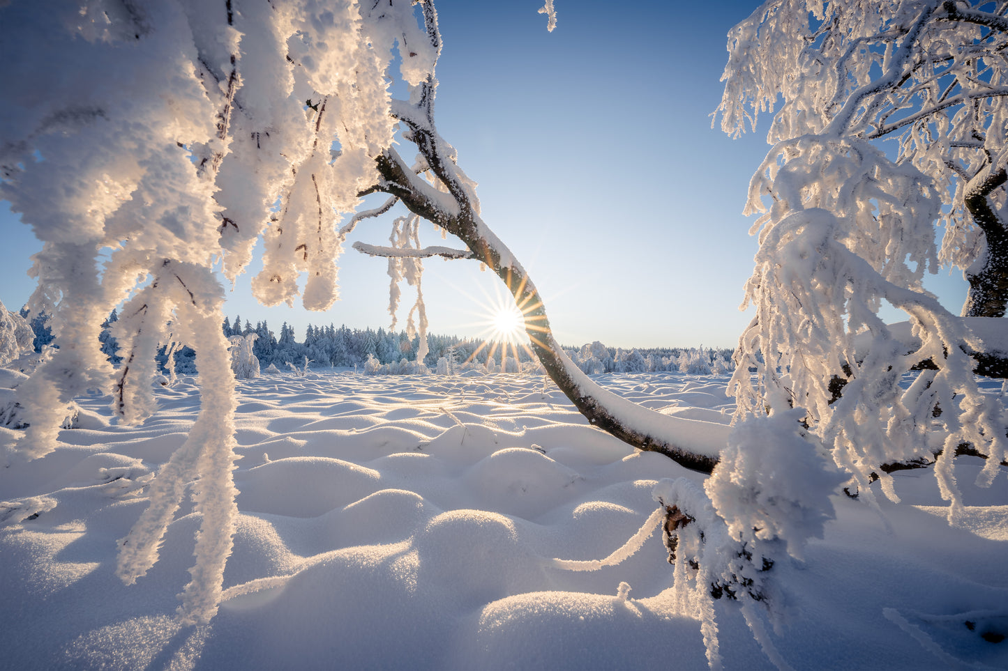 Dibond print: "De verfrissing van de winter"