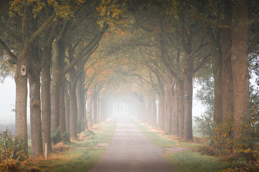 Dibond print: "De warme kleuren van de herfst"