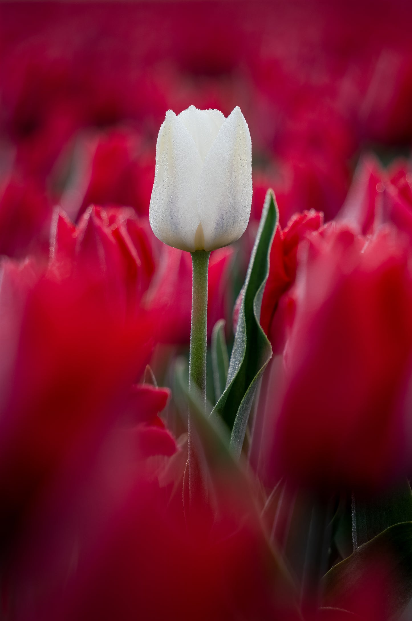 Dibond print: "De witte tulp in de vroege morgen"