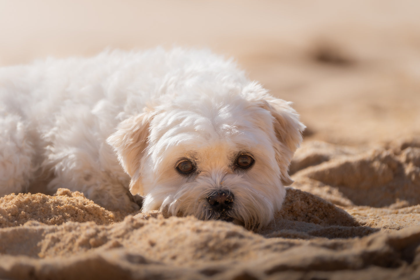 Dibond print: "Dreaming on the sand"