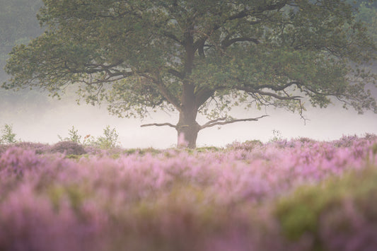 Dibond print: "Een geweldige boom op de bloeiende heide"