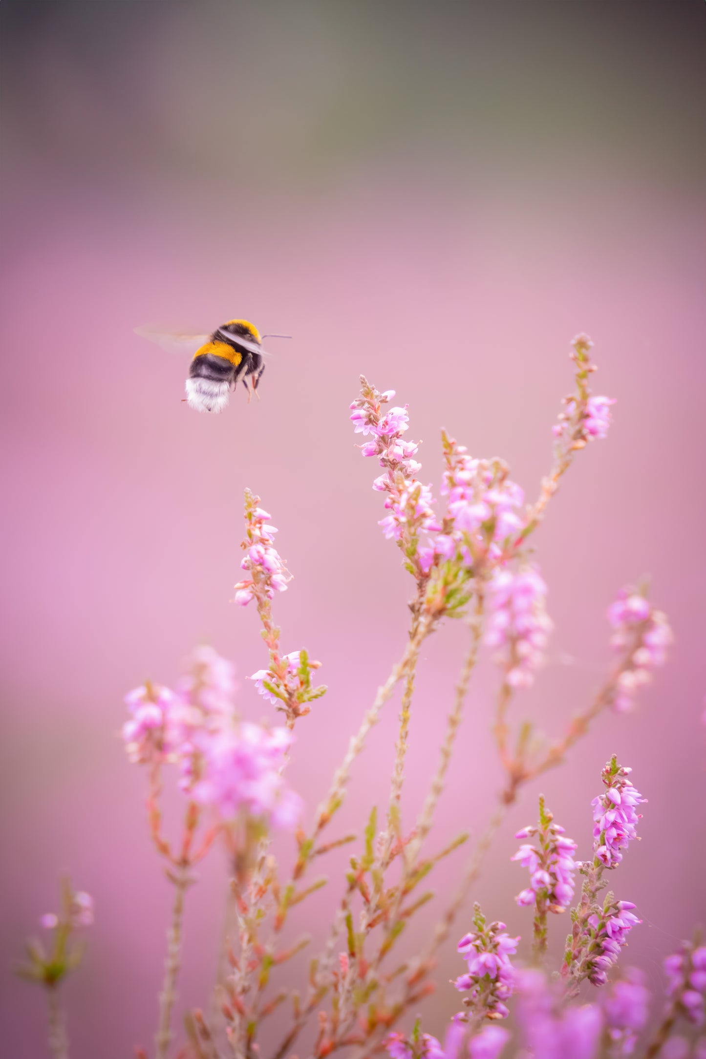 Dibond print: "Een hommel op de heide"