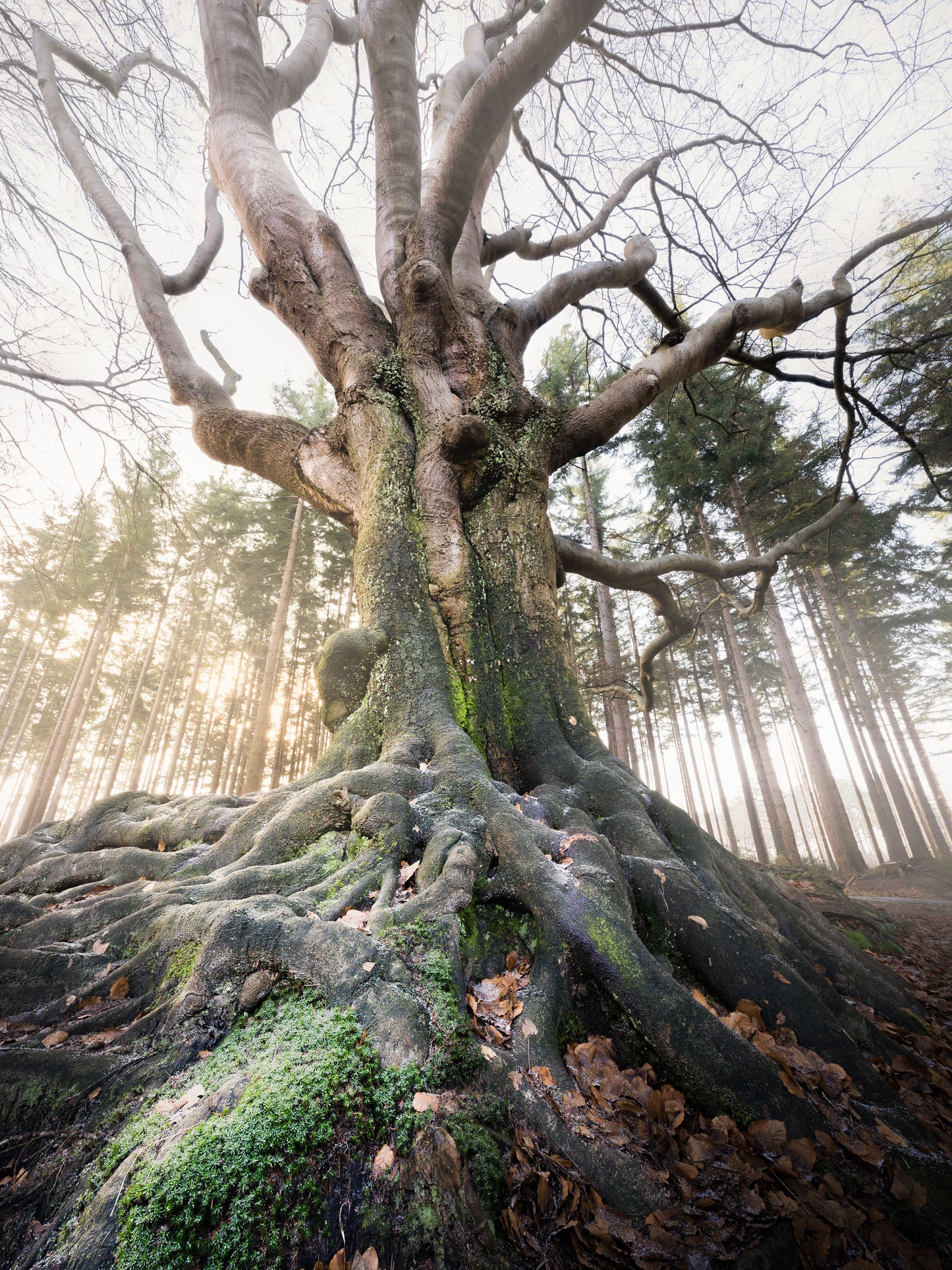 Dibond print: "Eindeloze wortels"