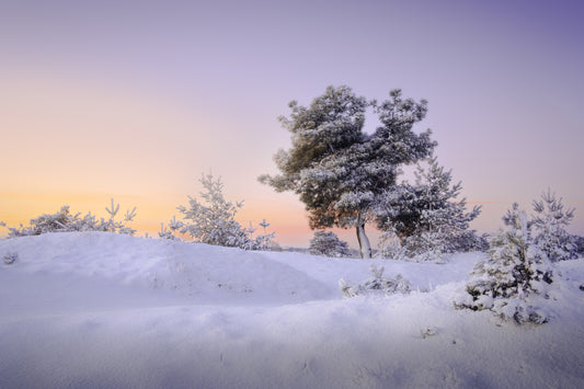 Dibond print: "Fries Lapland"