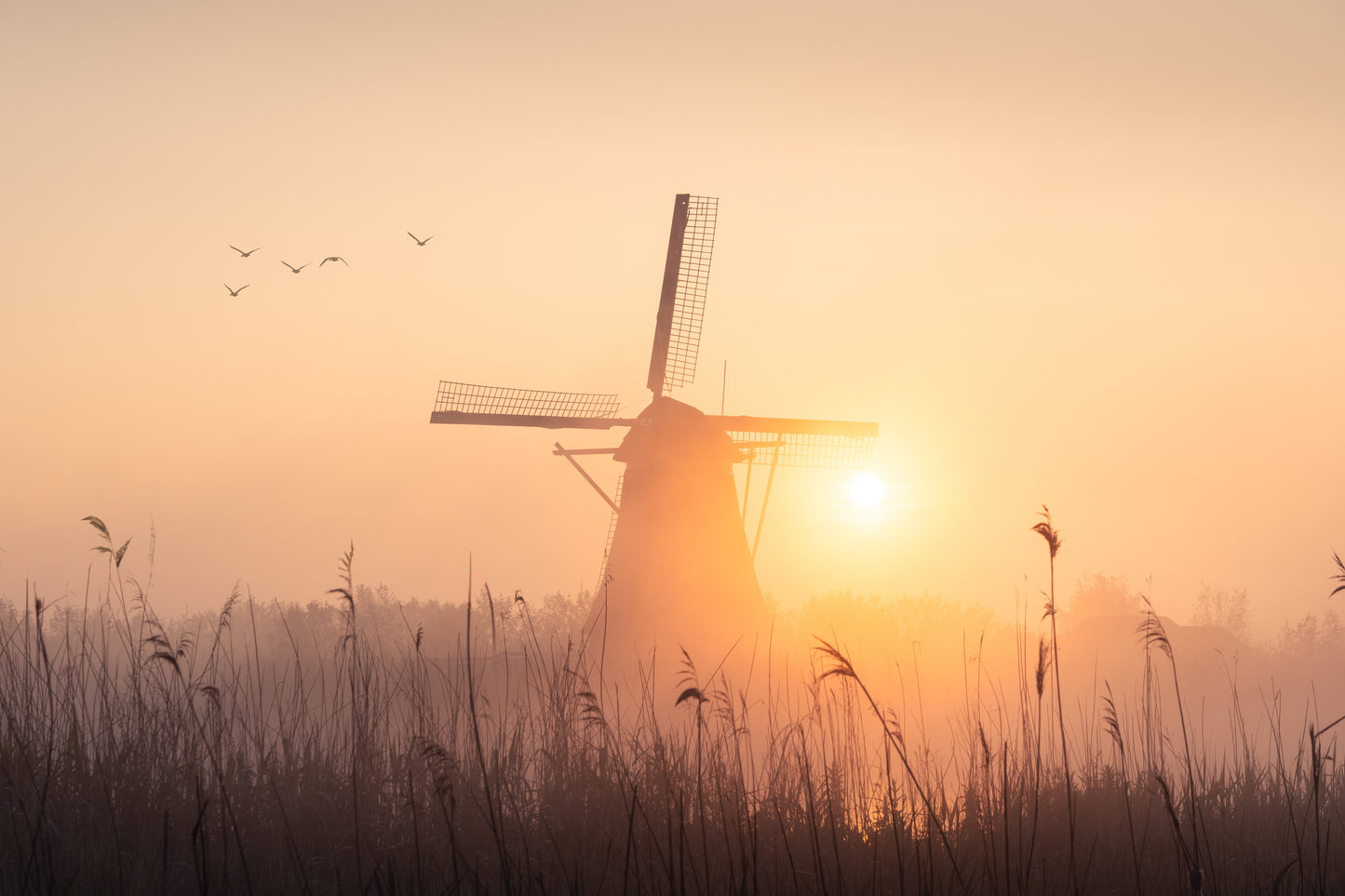 Dibond print: "Hollandse glorie in zijn puurste vorm"