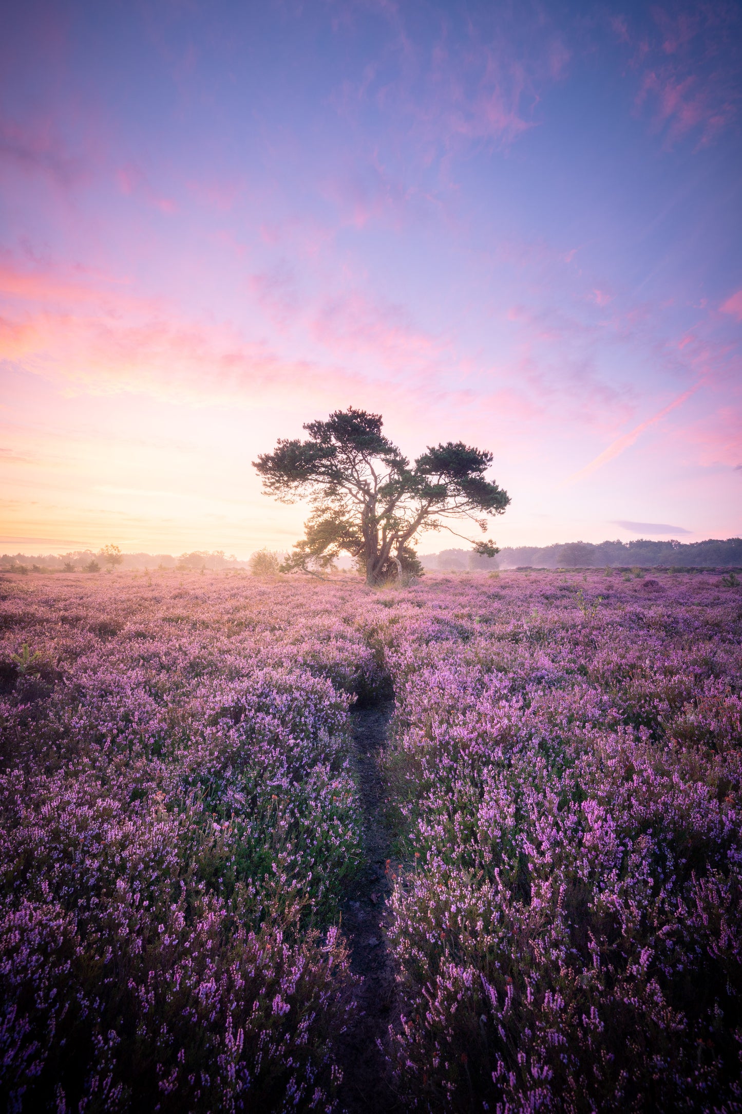 Dibond print: "Kleurrijke zonsopkomst op de Friese heide"