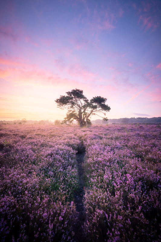 Dibond print: "Kleurrijke zonsopkomst op de Friese heide"