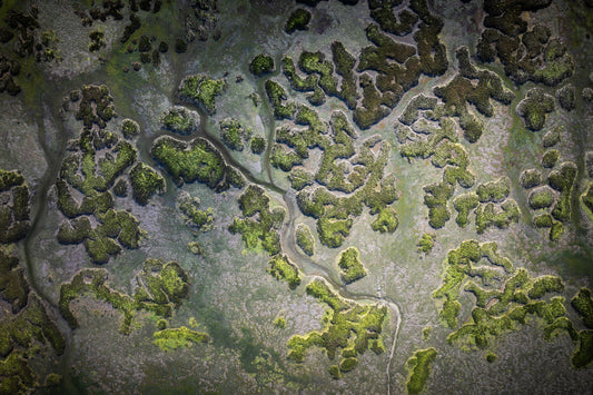 Dibond print: "Kunst van de zeebodem"