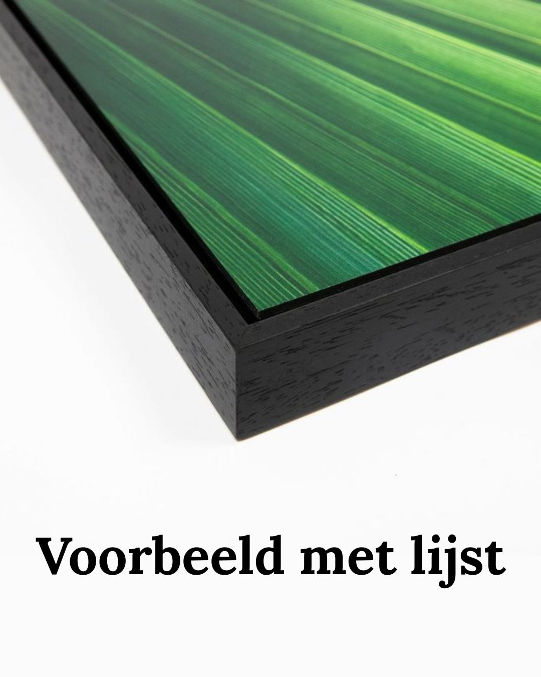Dibond print: "Hollandse glorie in zijn puurste vorm"