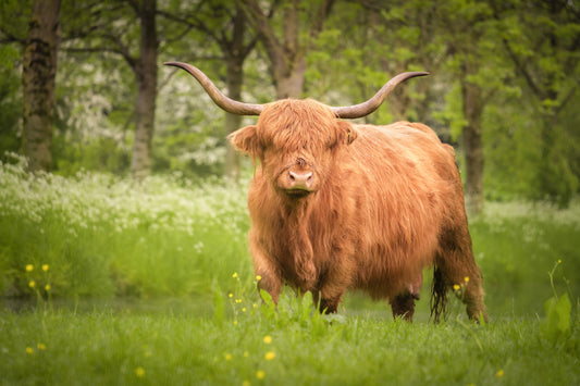 Dibond print: "Schotse hooglander in de lente"