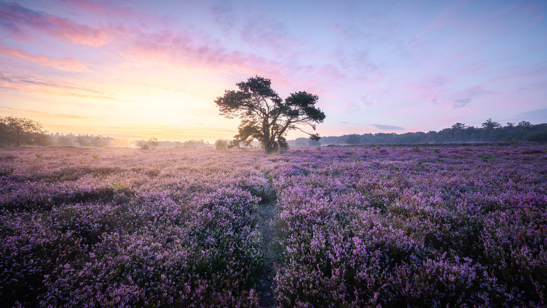 Ontdek de kunst van fotografie: Premium dibond artprints én inspirerende E-books!