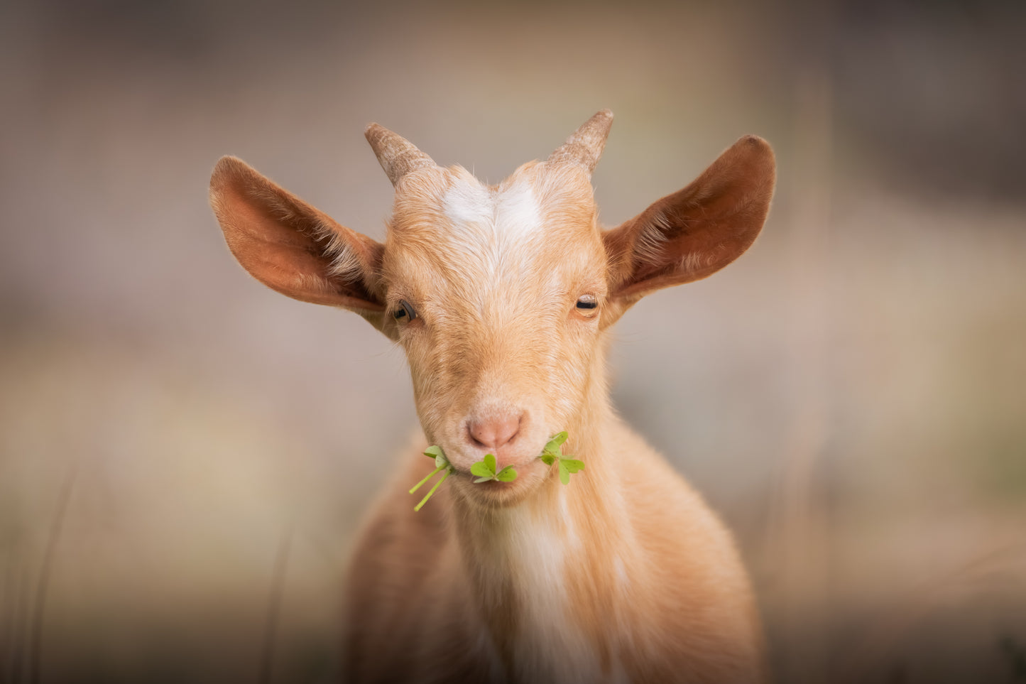 The happy goat