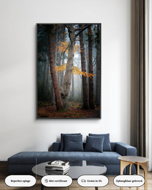 Dibond print: "De laatste kleuren in een mistig bos"