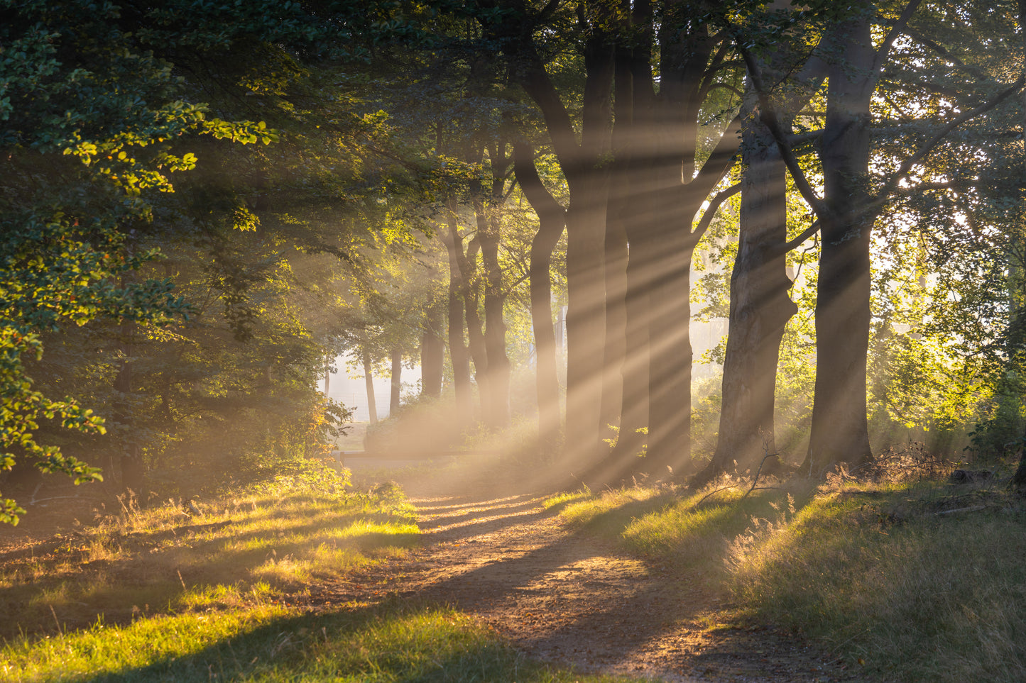 Dibond print: "De magie van de eerste zonnestralen die door de mist rijken"