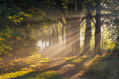 Dibond print: "De magie van de eerste zonnestralen die door de mist rijken"