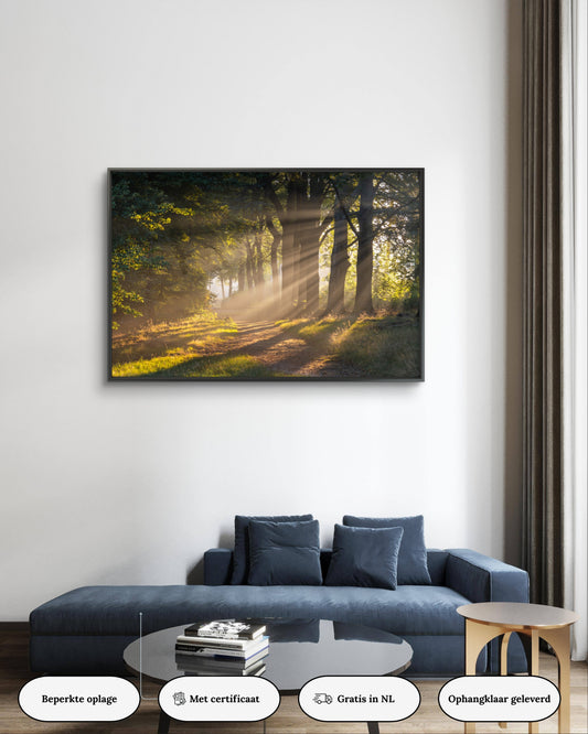 Dibond print: "De magie van de eerste zonnestralen die door de mist rijken"