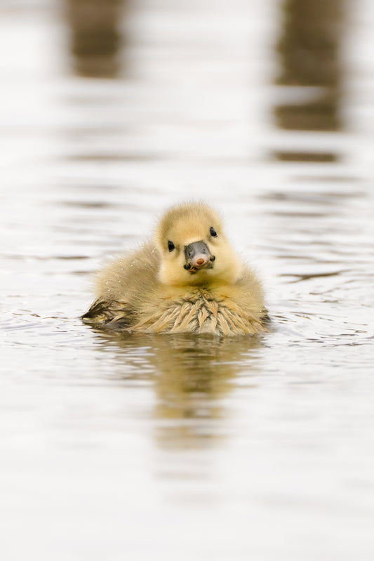 Dibond print: "De onschuldige baby gans"