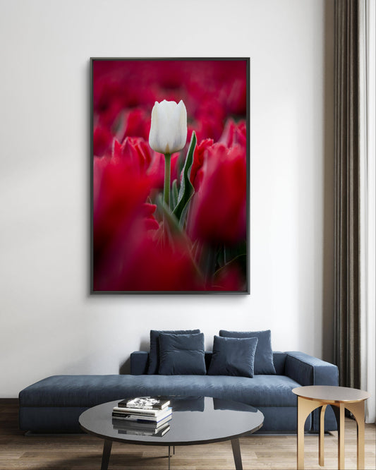 Dibond print: "De witte tulp in de vroege morgen"