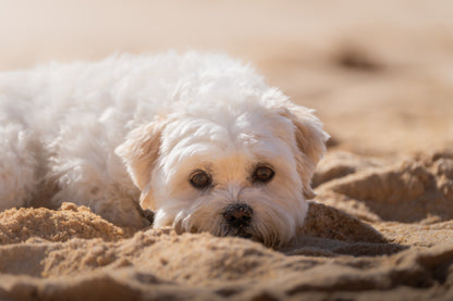 Dibond print: "Dromend op het zand"