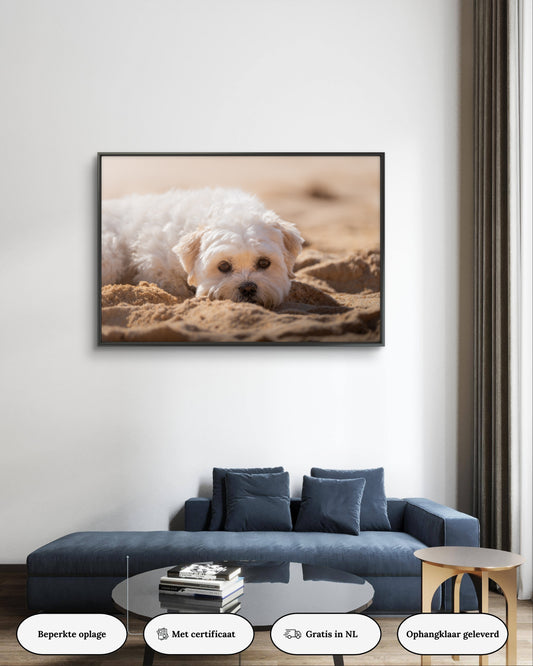 Dibond print: "Dromend op het zand"