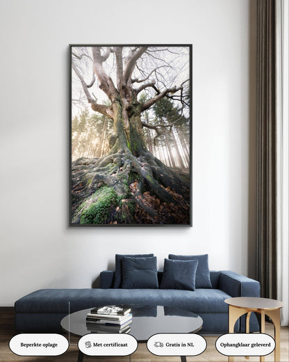 Dibond print: "Endless roots"