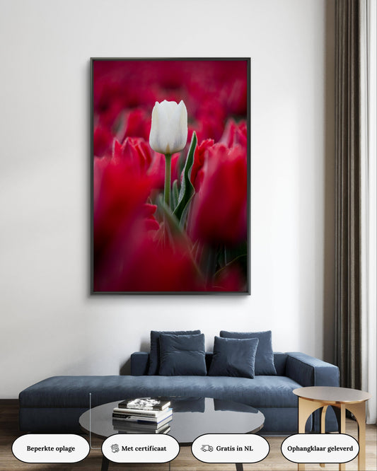Dibond print: "De witte tulp in de vroege morgen"