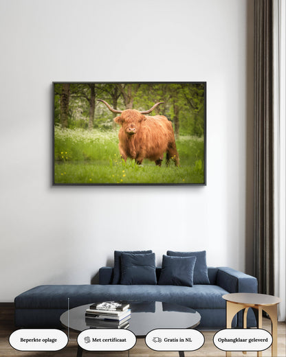 Dibond print: "Schotse hooglander in de lente"