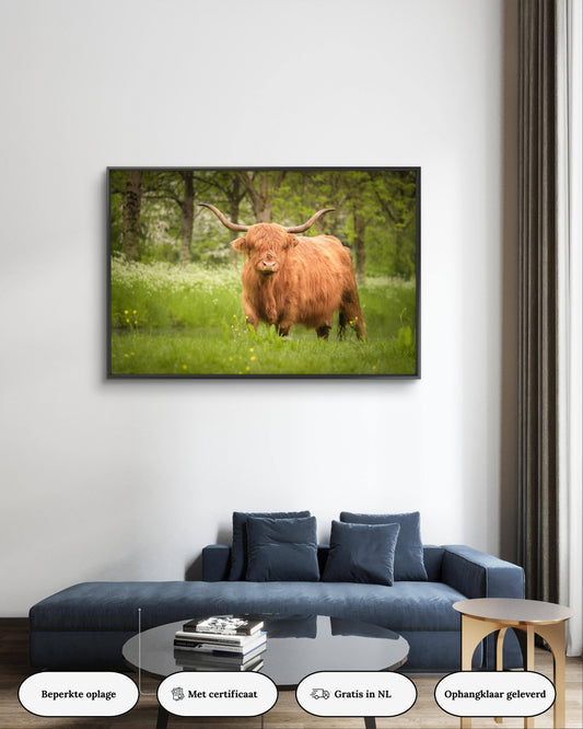 Dibond print: "Schotse hooglander in de lente"